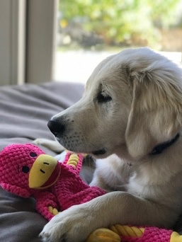 Golden Retriever puppy lying on a soft bed with a pink plush toy, representing the importance of dog bite liability for homeowners when service workers visit.